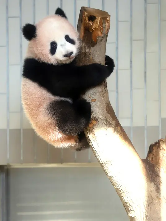 Panda Xiang Xiang berada di batang pohon saat bermain di kandangnya di Kebun Binatang Ueno di Tokyo, Jepang (18/12). Xiang Xiang yang lahir 6 bulan yang lalu di Jepang mulai diperlihatkan pada tanggal 18 Desember 2017. (AFP Photo/Yoshikazu Tsuno)