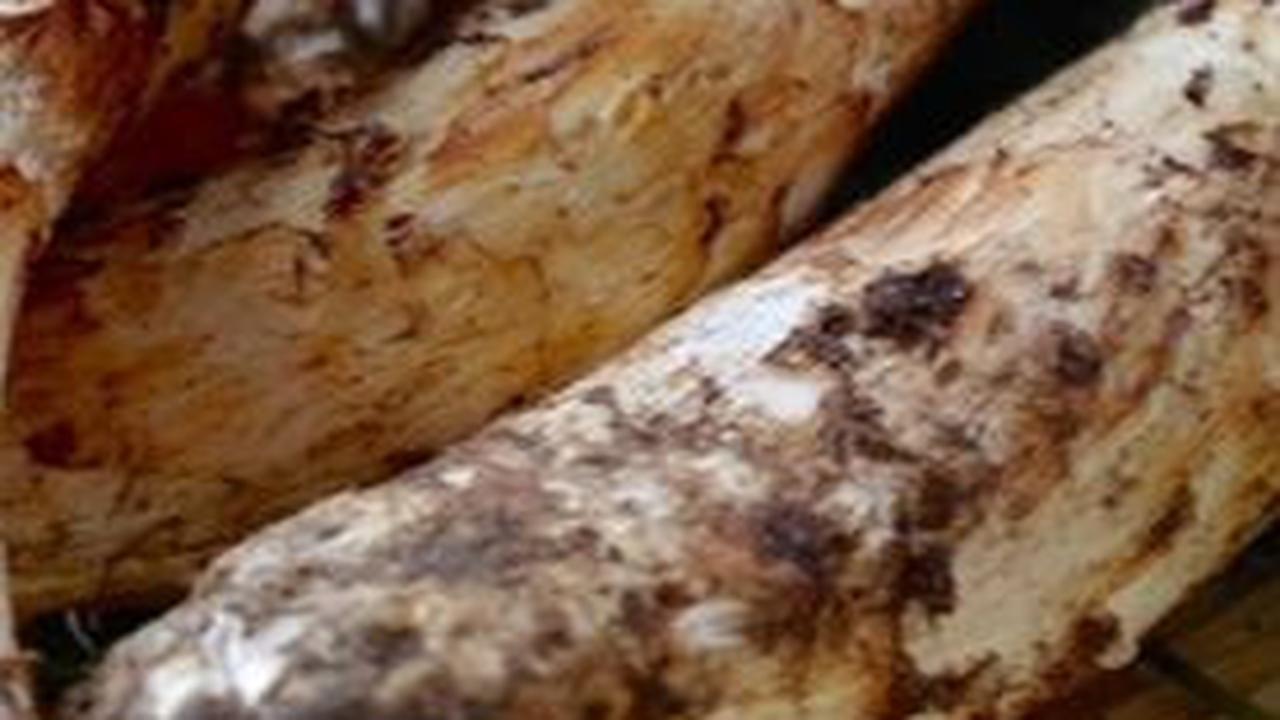 Produksi Jamur Matsutake