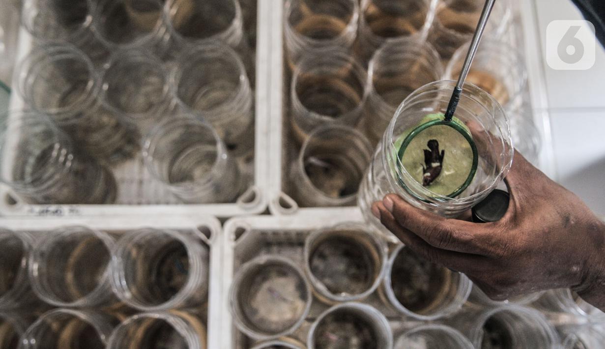 bisnis ikan cupang hias di kala pandemi