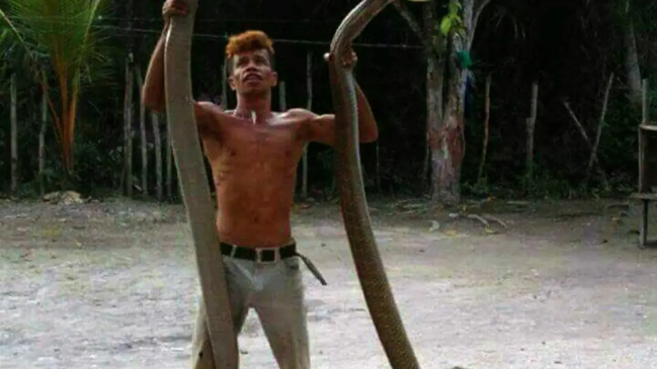 King Cobra