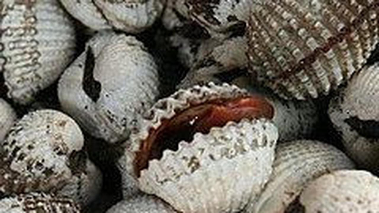 5. Kerang Darah<br>