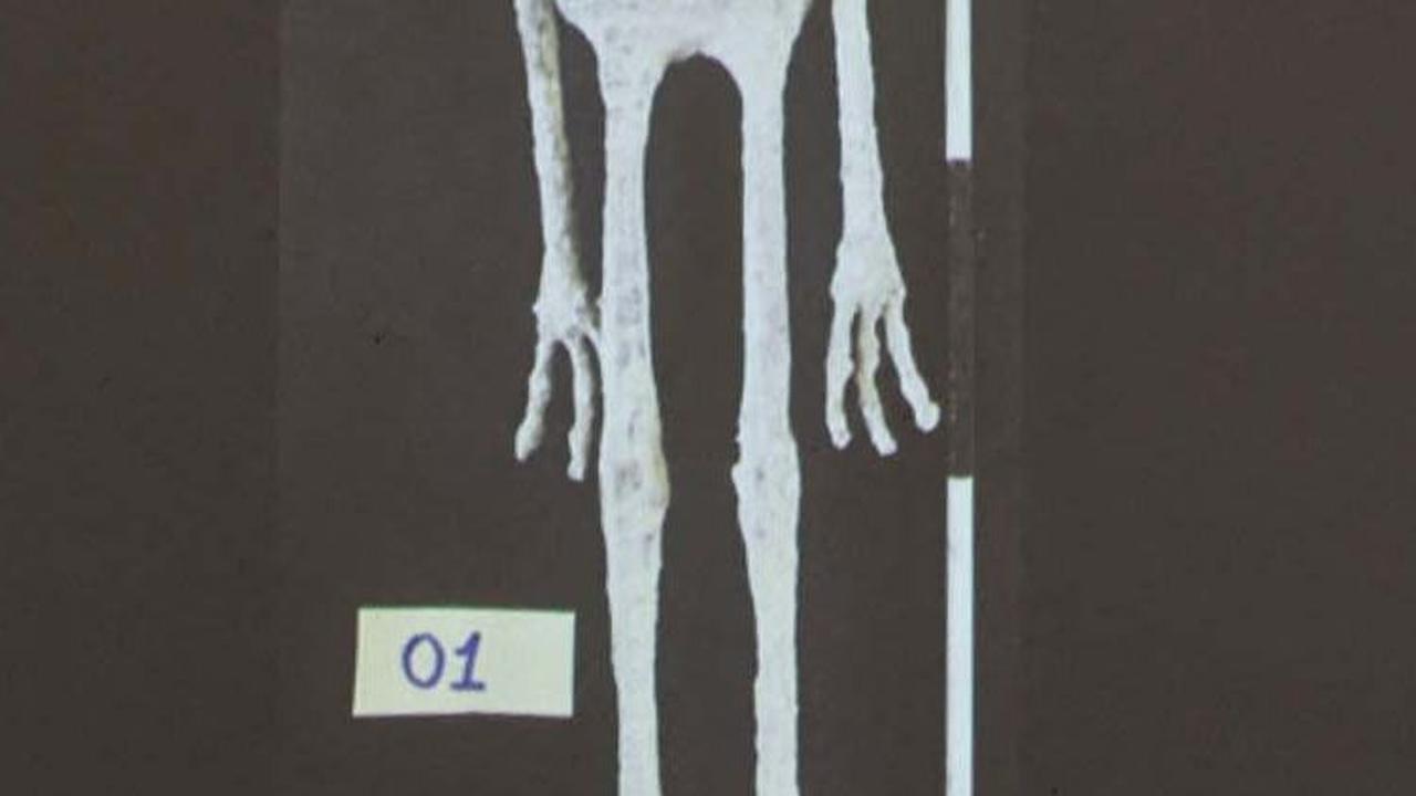 Temuan fakta baru terkait mumi alien misterius itu diungkap oleh&nbsp;Flavio Estrada, seorang arkeolog forensik di Institute of Legal Medicine of Peru, pada Jumat (12/1/2023).
