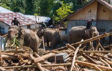 FOTO: Gajah Sumatra Dikerahkan Bantu Evakuasi Pascabanjir Bandang  Bandang di Pidie Jaya