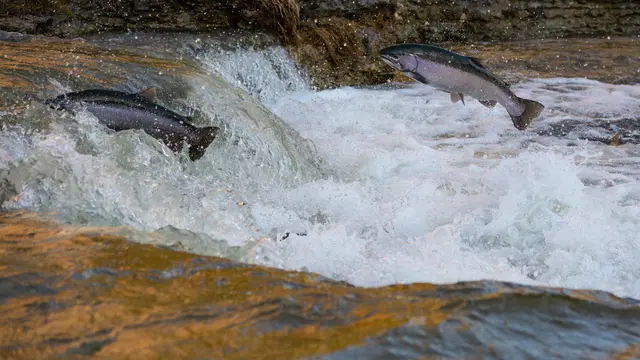 Ilustrasi Salmon