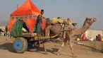 Seorang anak laki-laki India mengendarai sebuah gerobak berhias yang ditarik oleh unta saat mengikuti pameran Unta Pushkar di Pushkar, India (26/10). Pameran Unta Pushkar atau Pushkar Fair ini digelar setiap tahun.  (AFP Photo/Dominique Faget)