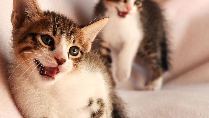 Tidak Perlu Panik Ini 6 Penyebab Kucing Mengeong Terus Menerus Hot Liputan6 Com