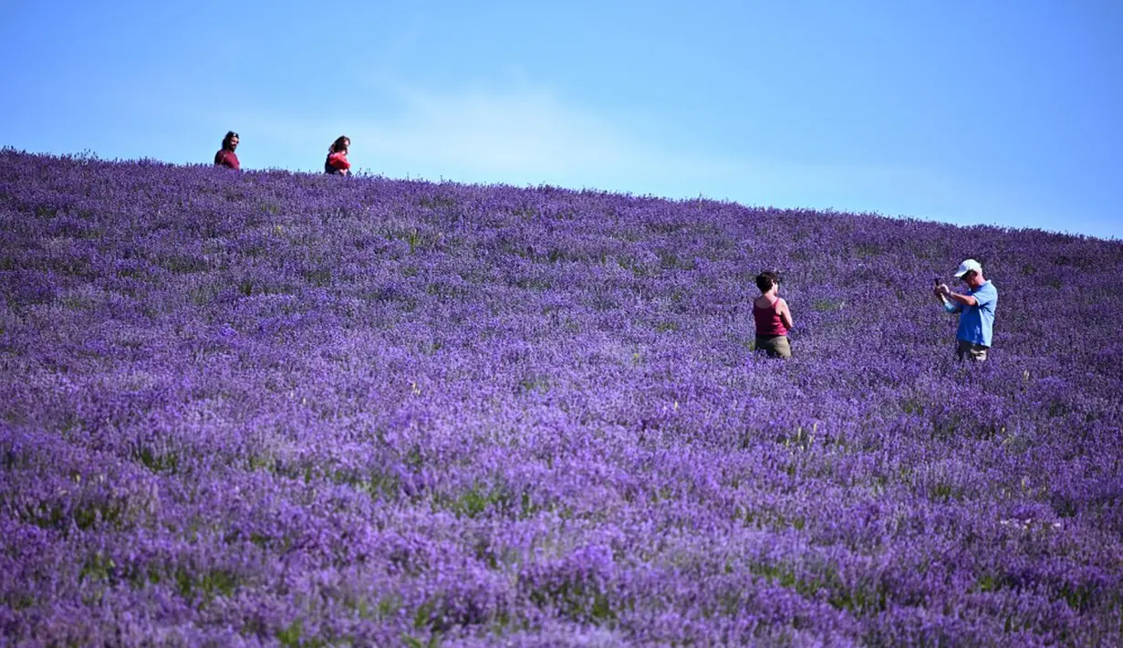 Seorang pria mengambil gambar di ladang lavender di Sale San Giovanni, Cuneo, Italia, 29 Juni 2021. Bunga lavender bermekaran menyajikan pemandangan yang indah. (MARCO BERTORELLO/AFP)