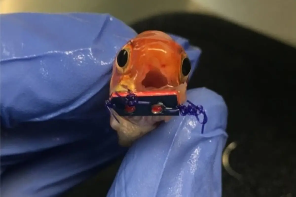 Pemerintah Swiss Larang Warganya Pelihara Ikan Mas, Kok Bisa?