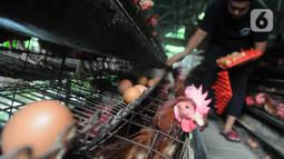 Pekerja memanen telur ayam di salah satu peternakan kawasan Pengasinan, Bogor, Selasa (28/12/2021). Menurut peternak setempat, dua hari terakhir harga telur ayam ras di tingkat peternak mulai mengalami penurunan dari Rp30 ribu menjadi Rp28 per kilogram. (merdeka.com/Arie Basuki)