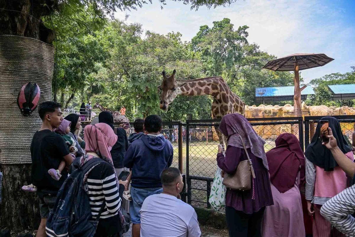 FOTO: Kebun Binatang Surabaya Jadi Pilihan Wisata Edukatif Selama Libur Akhir Tahun