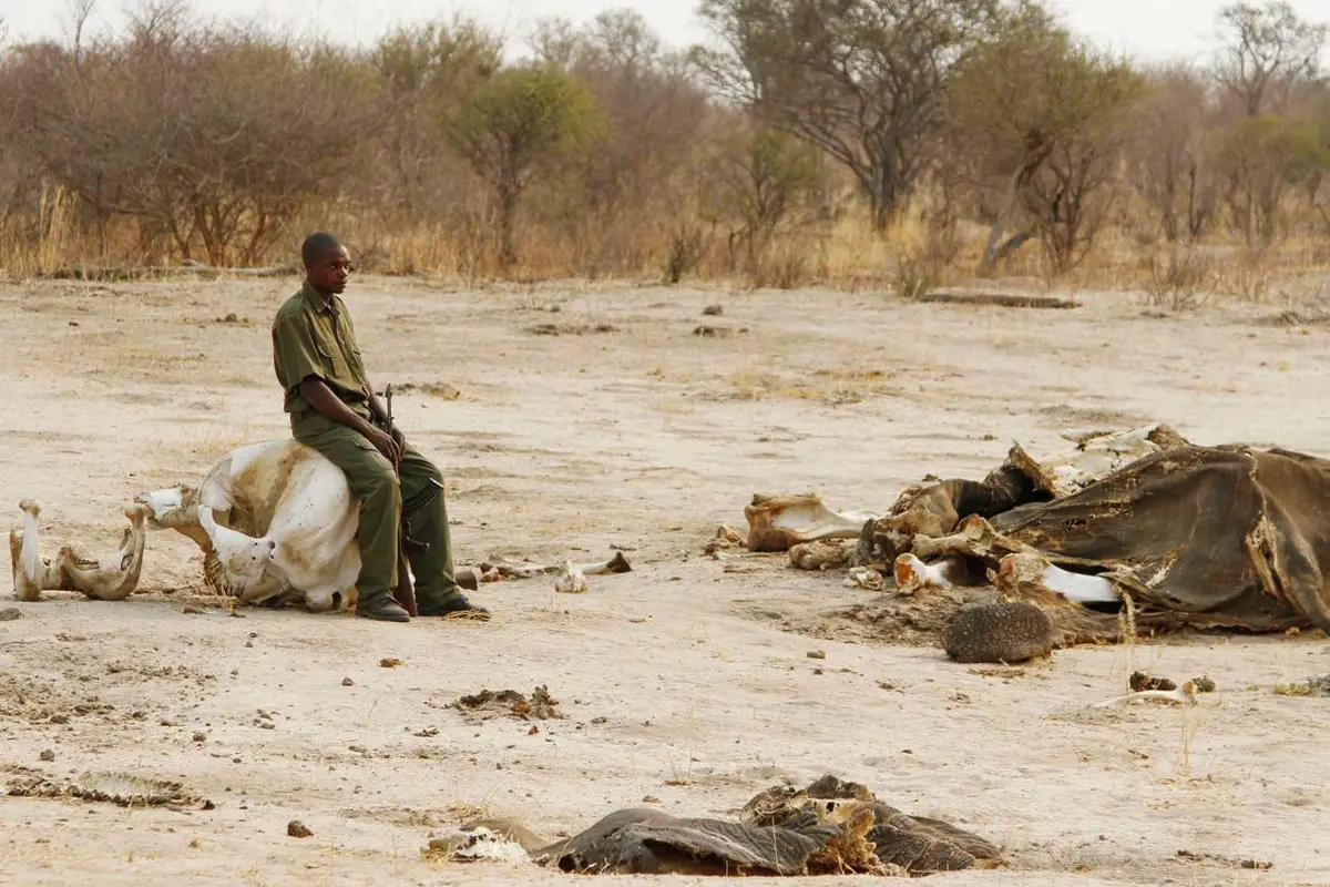 Keracunan Sianida, Puluhan Gajah di Zimbabwe Terbunuh