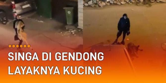 VIDEO: Ngeri Tapi Gemas, Pria Gendong Singa Ngamuk di Jalanan