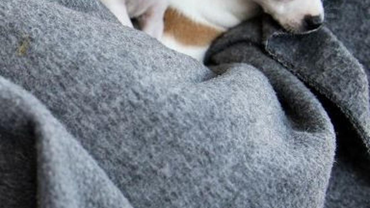 6. Mulai Mensosialisasikan Anak Anjing