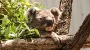 Koala terlihat di tempat penampungan sementara di Kebun Binatang Taronga, Sydney (17/12/2019). Puluhan koala berhasil diselamatkan dari jalur kebakaran hutan hebat di dekat Sydney, Australia. Para penyelamat menyebut ahabitat mereka sebagian besar sudah habis dilalap api. (AFP/Taronga Zoo)