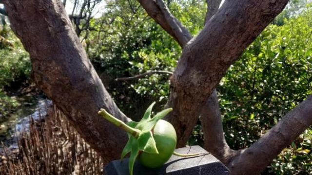 (Foto: Liputan6.com/Dian Kurniawan)