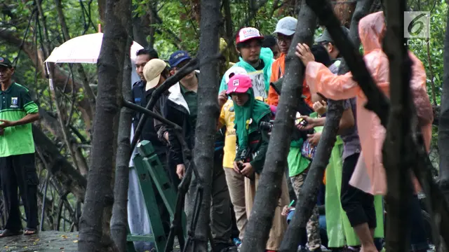 Serunya Memantau Burung di Hutan Lindung Angke Kapuk