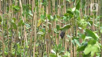 Sebanyak seribu pohon mangrove yang ditanam pada hari ini di pesisir Jakarta Utara untuk mencegah terjadi gelombang tinggi  dan sekaligus memperingati hari Mangrove Sedunia yang jatuh pada tanggal 26 Juli 2023.(merdeka.com/imam buhori)
