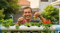 Cara Menanam Buah Hidroponik Pipa PVC di Lahan Sempit Perkotaan, Cara Produktif Pensiunan Usia 60 Tahun