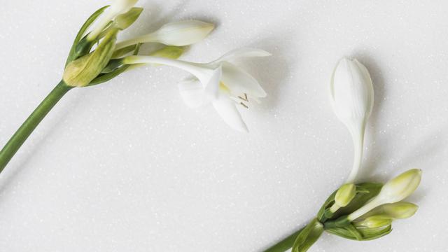 Ilustrasi bunga sedap malam