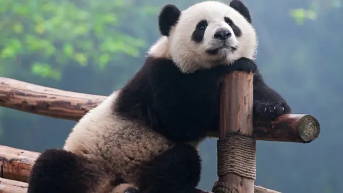 Photo copyright Thinkstockphotos.com