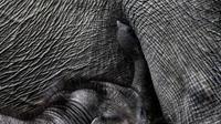 Gajah Sumatera (Foto: Fransisca Noni)