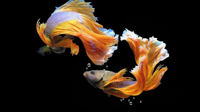 Macam-macam Ikan Hias Air Tawar