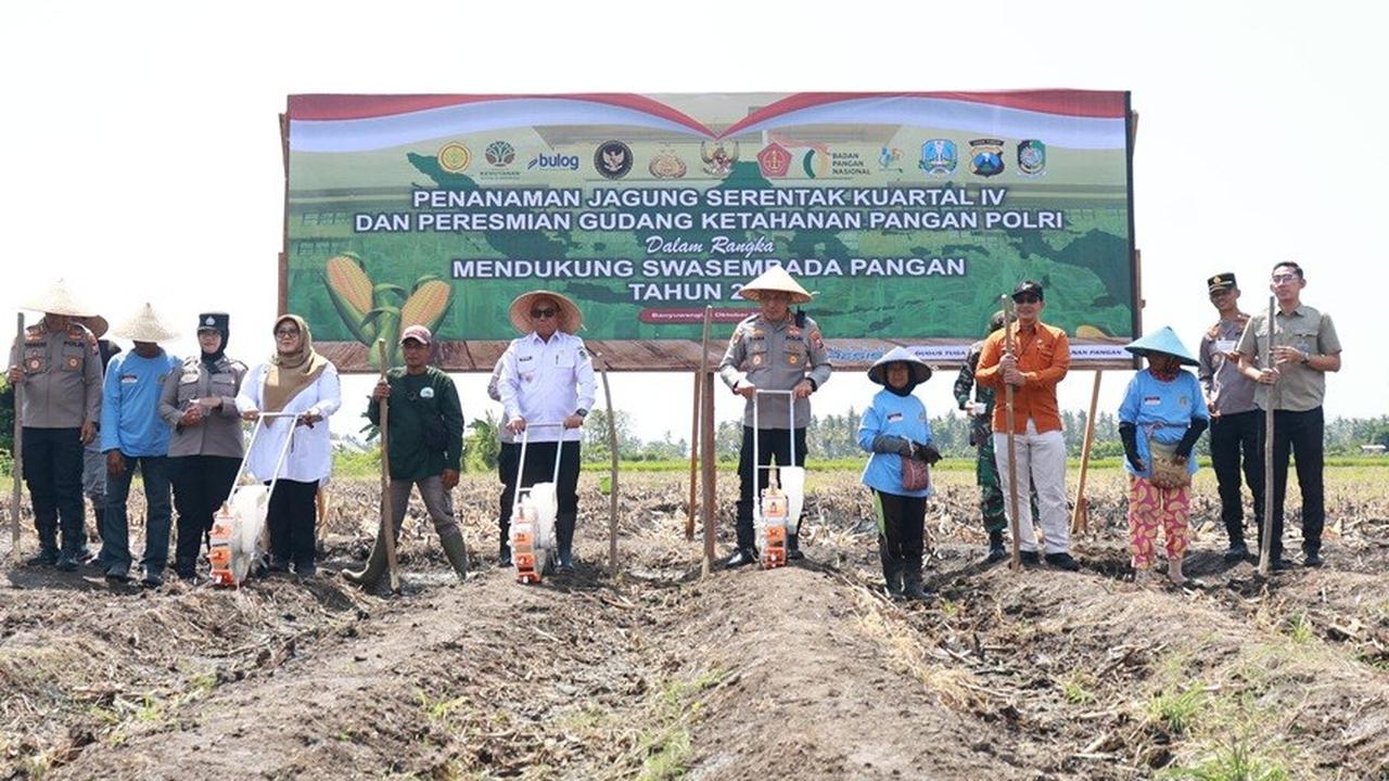 Produksi Tembus 199 Ribu Ton, Tanam Jagung Terus Digenjot Banyuwangi untuk Dukung Swasembada Pangan Presiden
