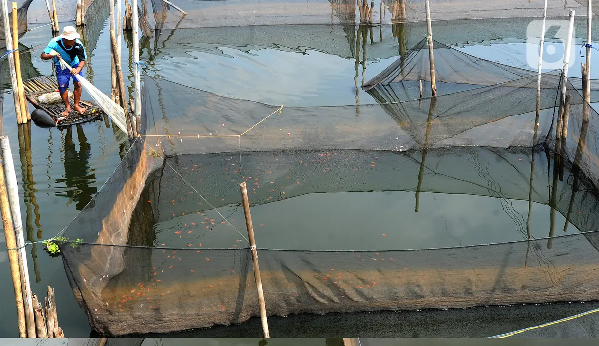 Petani menjala ikan mujair untuk dijual diantara keramba ikan hias di Situ Telaga Biru, Ciseeng, Bogor, Selasa (15/09/2020). Terdampak ekonomi akibat menurunnya daya beli masyarakat saat pandemi COVID-19, ratusan petani ikan hias di kawasan ini hanya bisa pasrah. (merdeka.com/Arie Basuki)