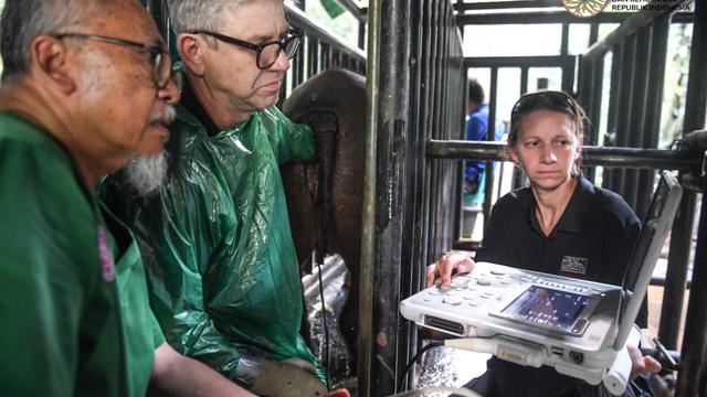 Badak Sumatra Pahu yang berada di Kalimantan