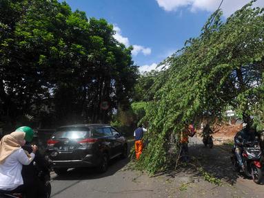 Pengendara motor melewati pohon yang hampir tumbang dan melintang di Jalan Raya Pondok Cabe, Tangerang Selatan, Banten, Sabtu (21/1/2023). Pohon ceri tersebut hampir tumbang awalnya disebabkan adanya perbaikan kabel telekomunikasi yang ditinggalkan begitu saja oleh teknisi. (merdeka.com/Arie Basuki)
