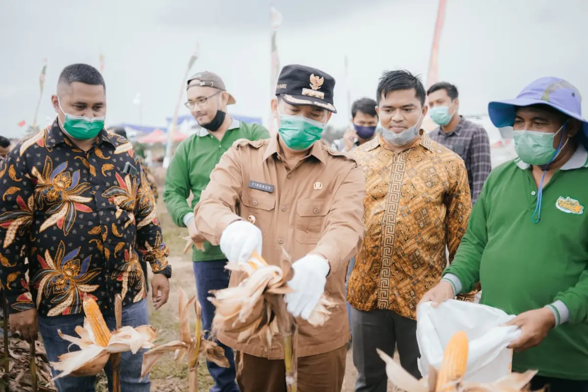 Panen hasil jagung hibrida  milik Koperasi Riau Tani Berkah Sejahtera (RTBS) di Rumbai Barat, Pekanbaru, Riau. (Ist)