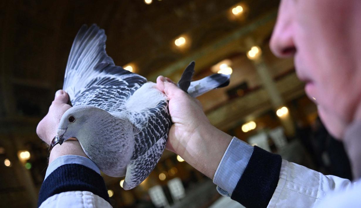 Ini adalah acara tahunan bagi para peternak merpati. (Paul ELLIS/AFP)