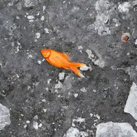 Ilustrasi mimpi melihat ikan mati/Copyright unsplash/Tj