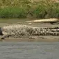 Foto yang diambil pada tanggal 20 September 2016 ini menunjukkan seekor buaya terlilit ban di sekitar lehernya di sungai Palu di Palu, Sulawesi Tengah. Pada Desember lalu, kondisi ban tampak sempit karena tubuh buaya yang kian membesar. (AFP Photo/Arfa)