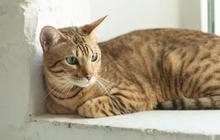 Serengeti, Si Kucing Langka nan Energik, Perpaduan Manis Bengal dan Oriental Shorthair