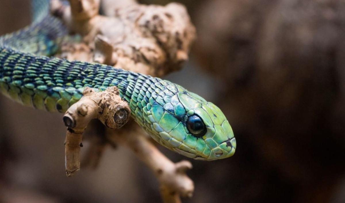 3. Boomslang