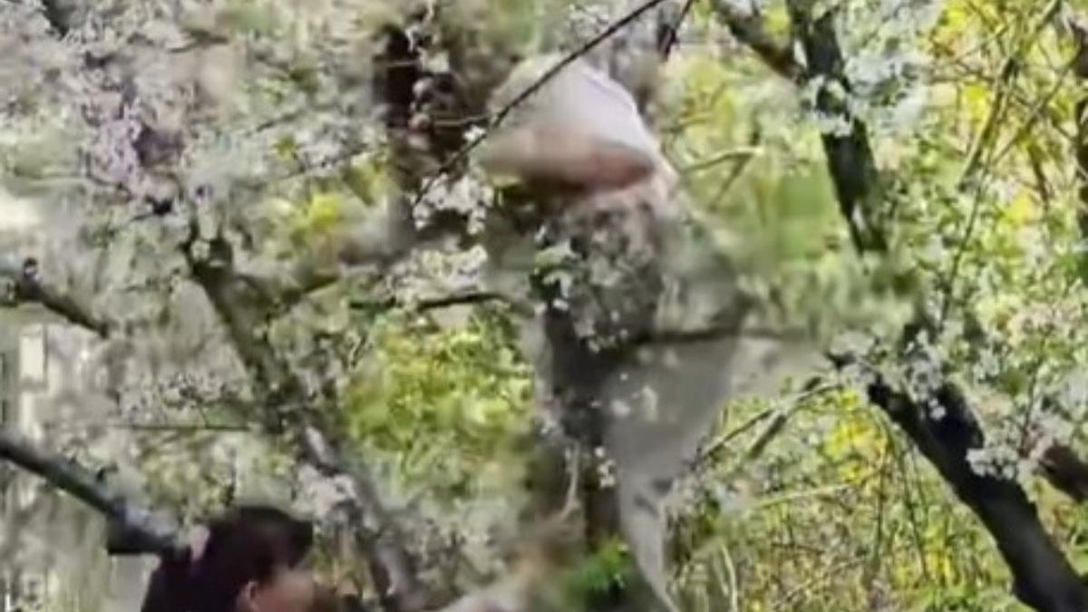 Pohon Sakura Roboh Setelah Dipanjat Turis demi Foto