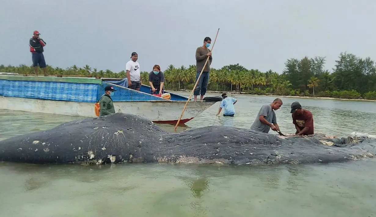 Foto tak bertanggal, peneliti mengumpulkan sampel bangkai paus sperma di perairan Wakatobi, Sulawesi Tenggara. Paus dengan panjang 9,5 meter itu ditemukan dalam kondisi sudah mati dan mulai membusuk. (Muhammad Irpan Sejati Tassakka, AKKP Wakatobi via AP)