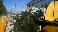 Kapas dipindahkan ke dalam mesin saat tanaman dipanen dari lahan seluas 140 hektar di Ellis County, dekat Waxahatchie, Texas, Senin (19/9/2022). Departemen Pertanian AS memperkirakan Texas akan mengalami penurunan sebesar 58 persen. (Andy JACOBSOHN/AFP)