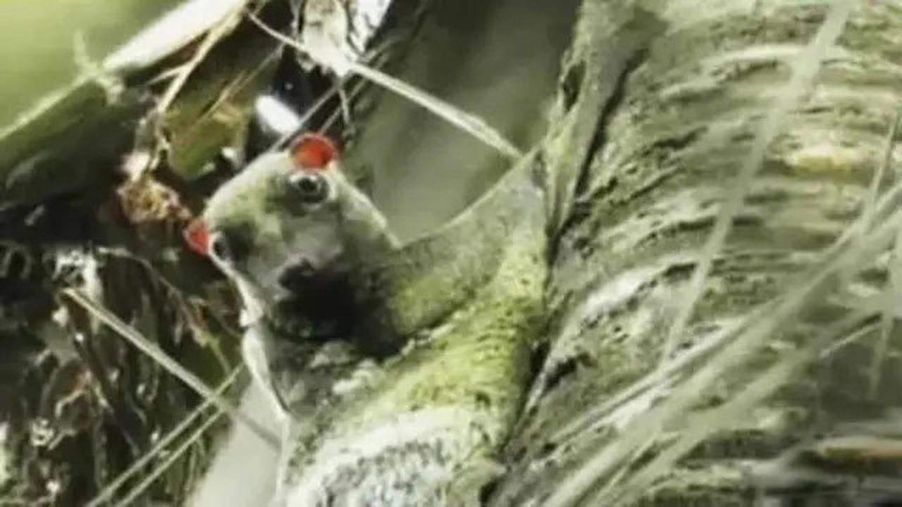 9 Hewan Ini Dipercaya Bisa Terbang di Udara, Ternyata Tak Hanya Burung