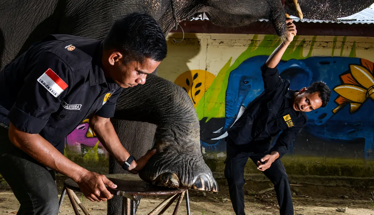 Mahout memotong kuku gajah Sumatera betina pada Hari Gajah Sedunia di Conservation Response Unit, Sampoiniet, Kabupaten Aceh Jaya, Provinsi Aceh, Rabu (12/8/2020). Hari Gajah Sedunia diperingati setiap tanggal 12 Agustus. (CHAIDEER MAHYUDDIN/AFP)