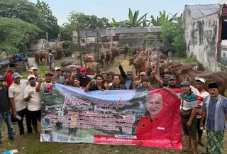 Idul Adha 2026, PDIP Jatim Bagikan 485 Sapi Kurban untuk Wong Cilik
