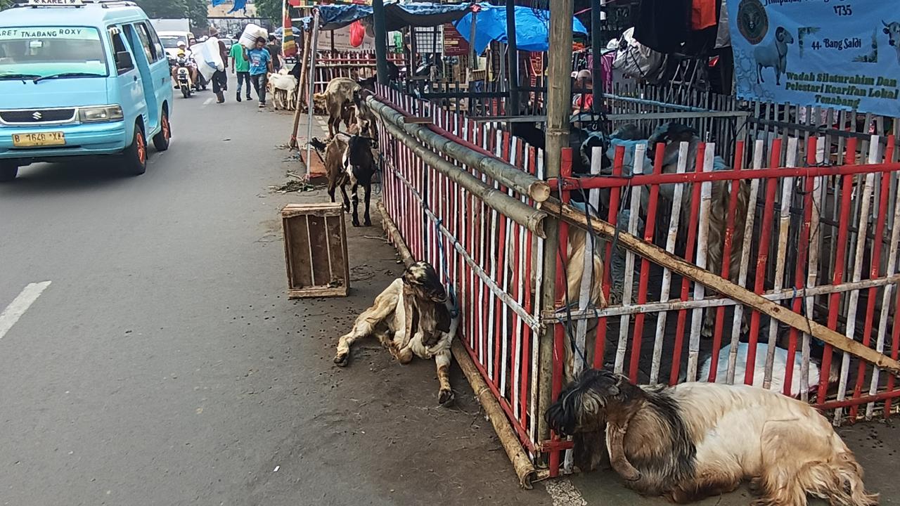 Potret Pedagang Kambing di Tanah Abang, Kala Jalanan jadi Lapak Dadakan