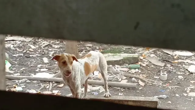 Warga Surabaya ditemukan tewas di dalam kamar, jasadnya dimangsa anjing perliharaannya. (Foto: Liputan6.com/Dian Kurniawan)