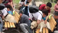 Seekor anjing Labrador terjepit di bangku taman karena tubuhnya yang gemuk.