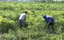 Pendapatan Petani Milenial Dijanjikan Pemerintah Capai Rp10 Juta per Bulan