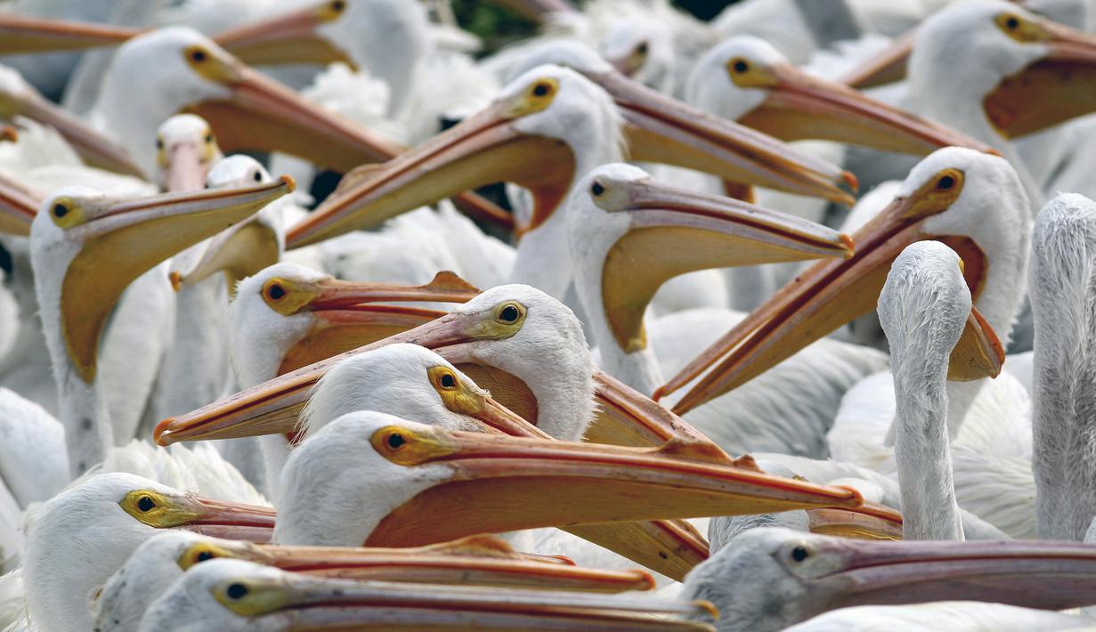 Kawanan pelikan putih, salah satu burung terbesar di Kanada dan AS, terlihat di pantai laguna Chapala di Cojumatlan de Regules, Meksiko, pada 28 Januari 2022. Pelikan putih melakukan perjalanan ribuan kilometer bermigrasi dari suhu dingin Amerika Utara. (ULISES RUIZ / AFP)