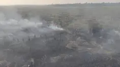 Kemenhut Sanksi 6 Perusahaan Buntut Kebakaran Hutan di Kalimantan