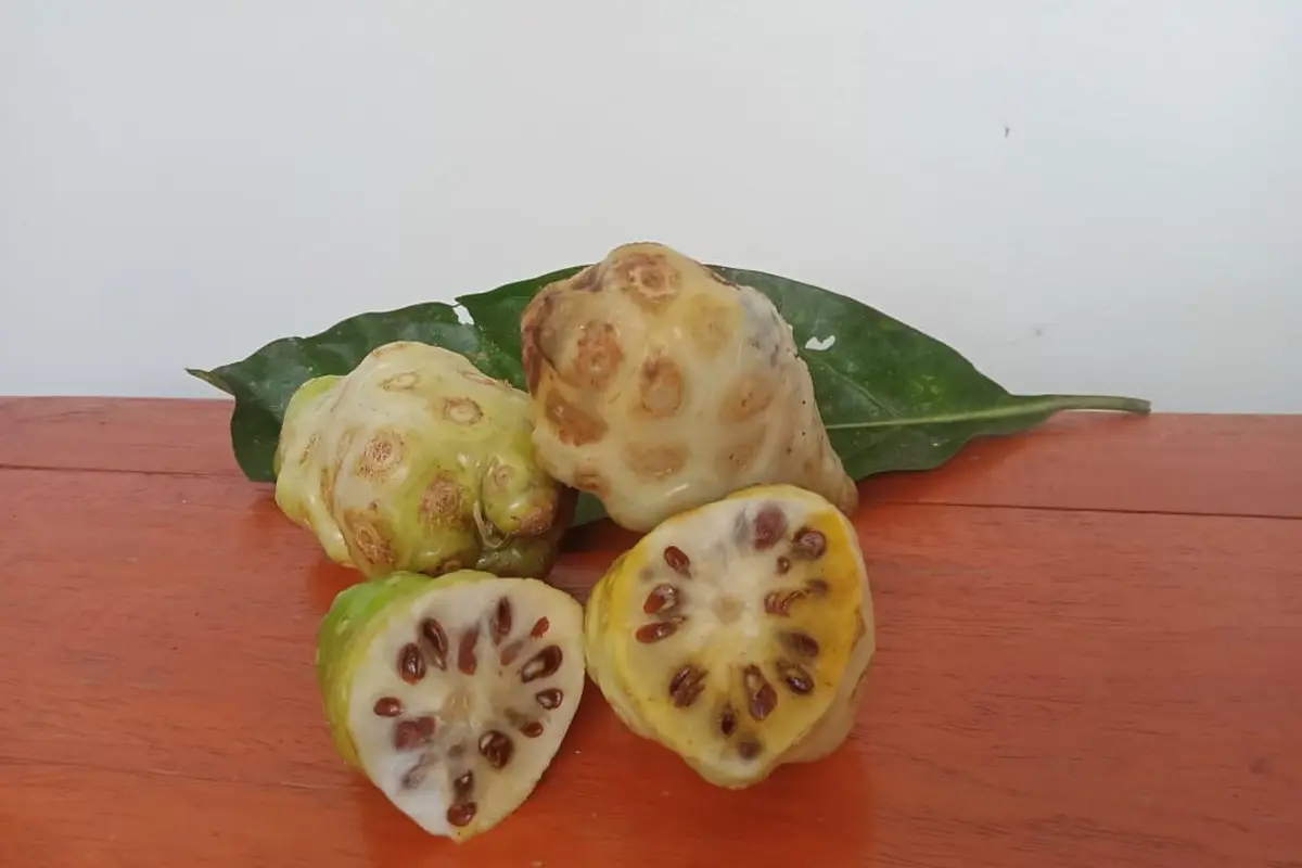Buah mengkudu untuk menurunkan kolesterol tinggi. (Foto: Benedikta Desideria/Liputan6.com)