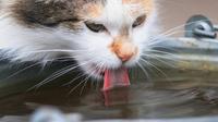 Kucing sedang minum air (Shutterstock)